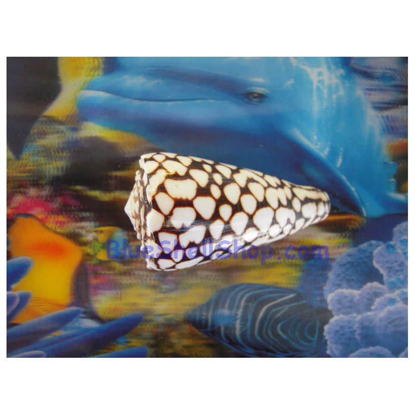 หอยเต้าปูนลายจุด