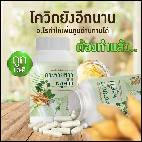 กระชายขาวผสมพลูคาว