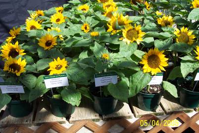 ทานตะวันบิ๊กสมายด์ - Big Smile Sunflower (พันธุ์แคระ)
