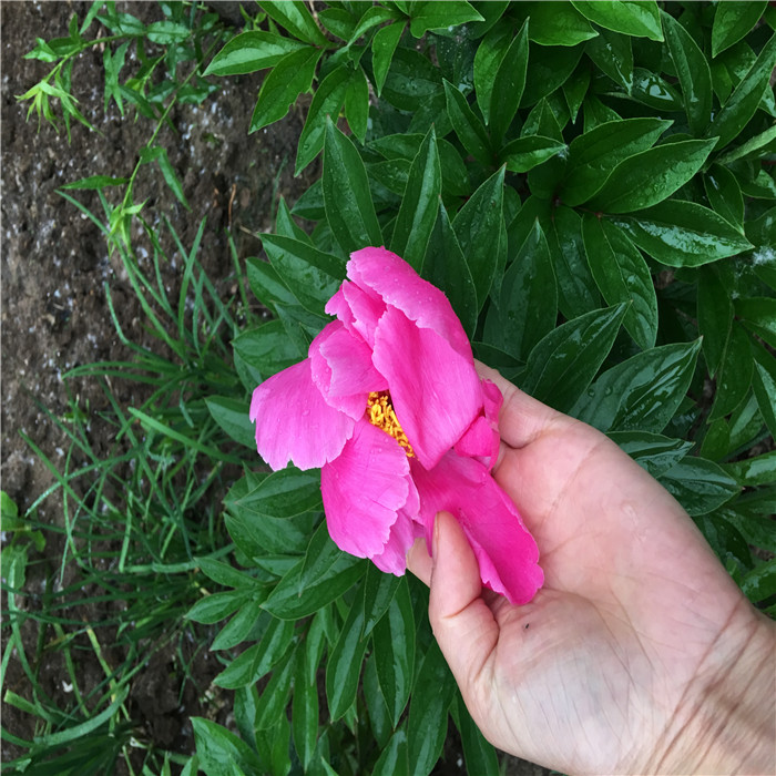 รากโบตั๋นสีชมพู - Pink Peony Root