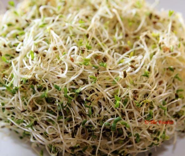อัลฟัลฟา - Alfalfa