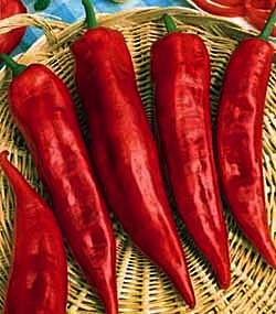 พริกหวานเขากระทิงสีแดง - Red Bulls Horn Pepper