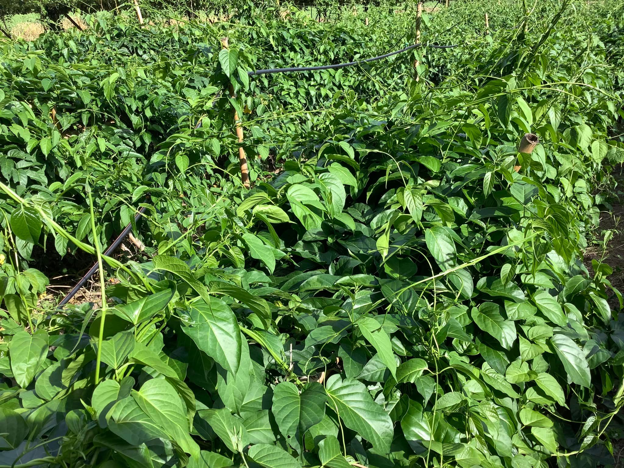 เชียงดาแคปซูล 120 เม็ด ผักเชียงดาออร์แกนิค 100% รับรองมาตรฐาน NFI ขนาด 500mg แคปซูลพืชธรรมชาติ ปลอดสารเคมี ไม่ผสมสมุนไพรอื่น เฉพาะผักเชียงดาแท้จากเชียงใหม่ ช่วยควบคุมเบาหวาน ลดความดัน ลดไขมัน พร้อมดีท็อกซ์ร่างกาย