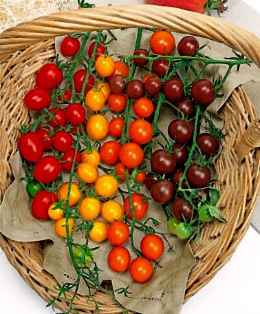 มะเขือเทศเชอรี่คละสี - Mixed Cherry Tomato