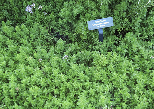 ออริกาโน - Oregano