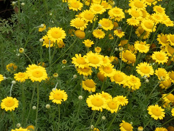 เดซี่มาร์กาเร็ตสีทอง - Golden marguerite Daisy (Anthemis tinctoria)