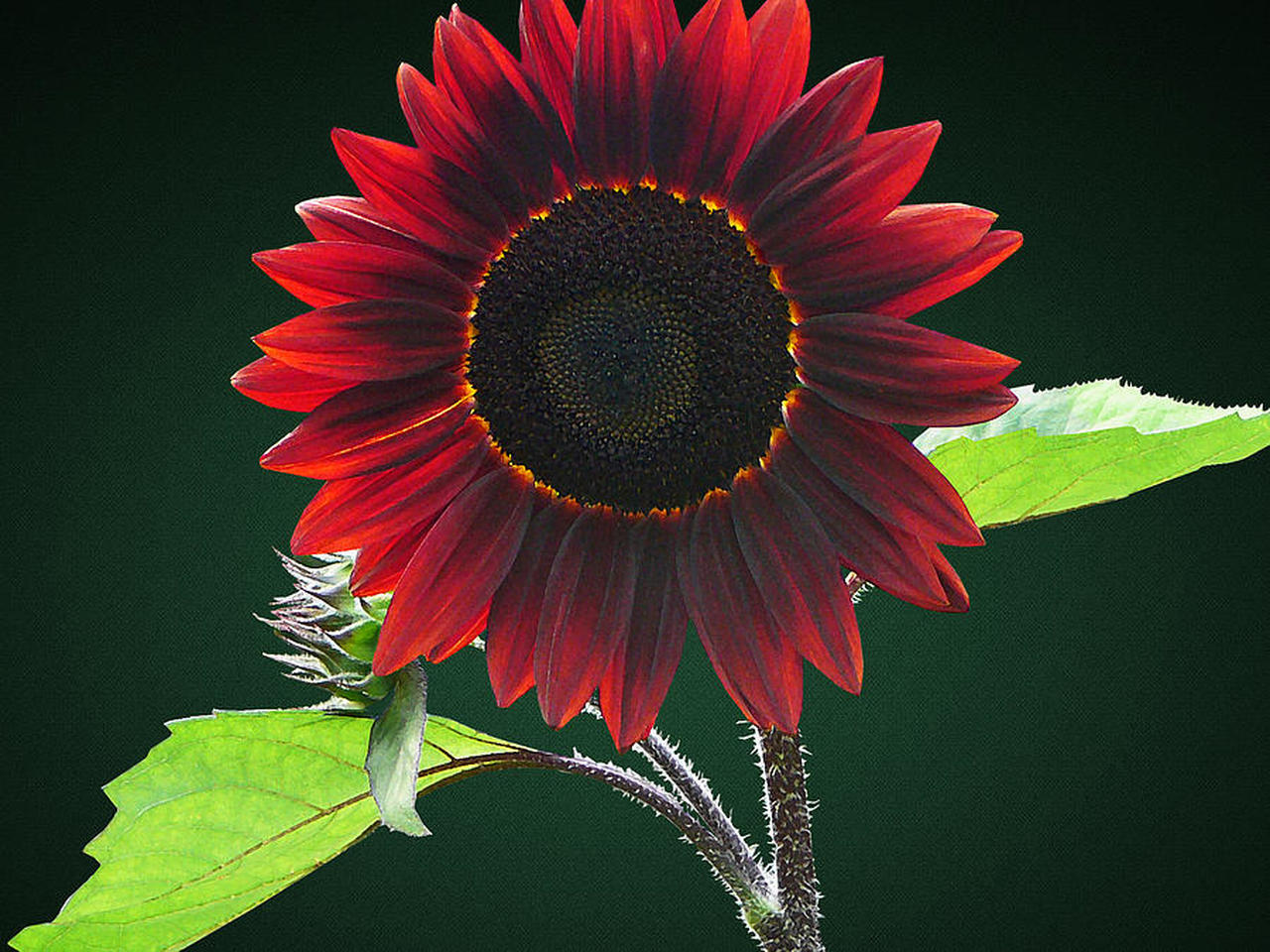 ทานตะวันช็อกโกแลตเชอรี่ - Chocolate Cherry Sunflower