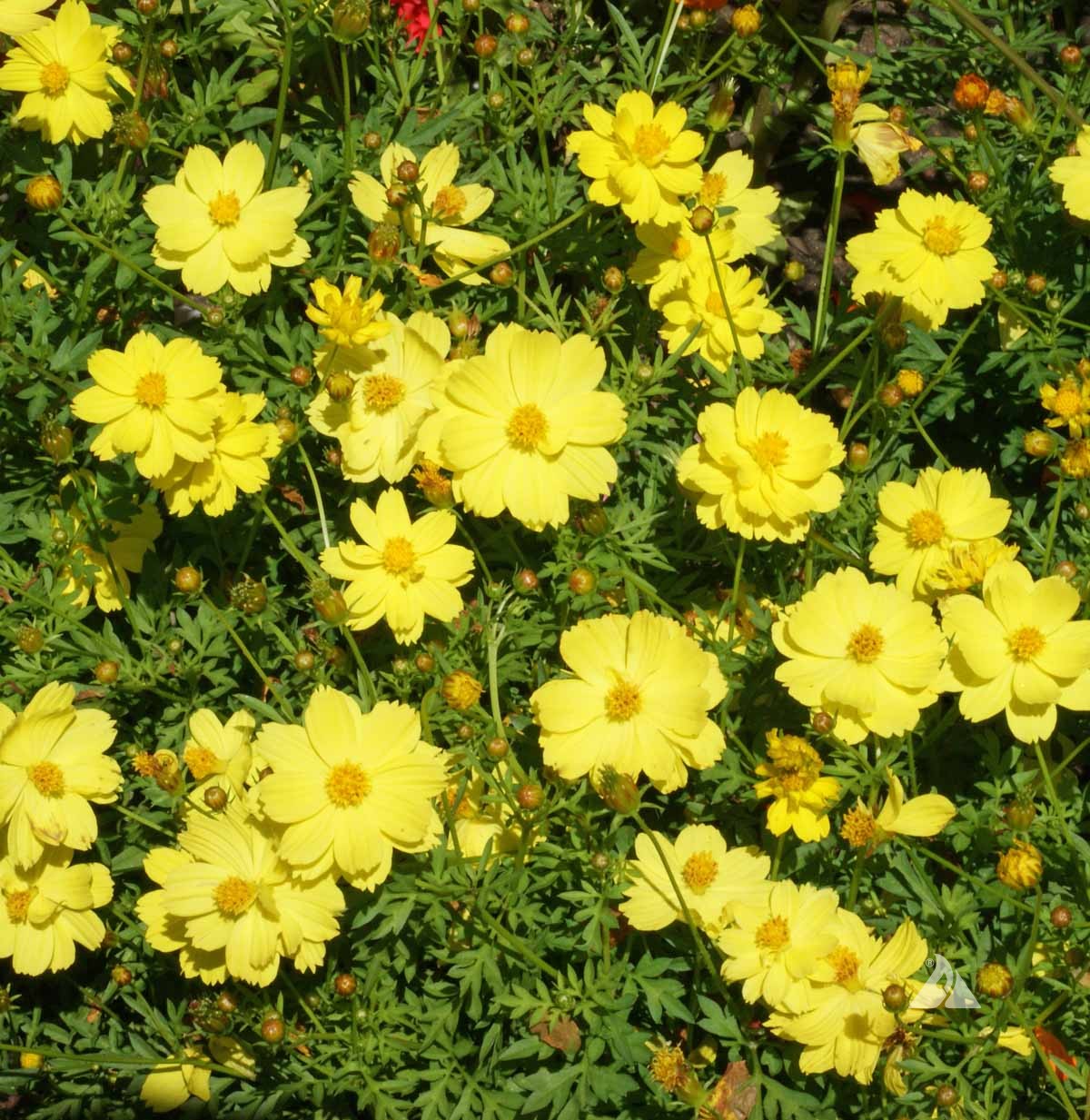 ดาวกระจายต้นเตี้ยสีเหลืองอ่อน - Dwarf Lemon Sulphur Cosmos