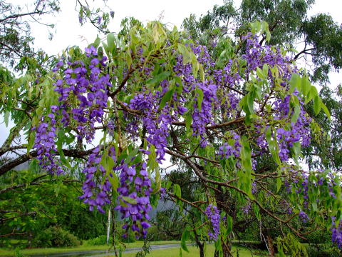 คูนม่วง - Bolusanthus speciosus