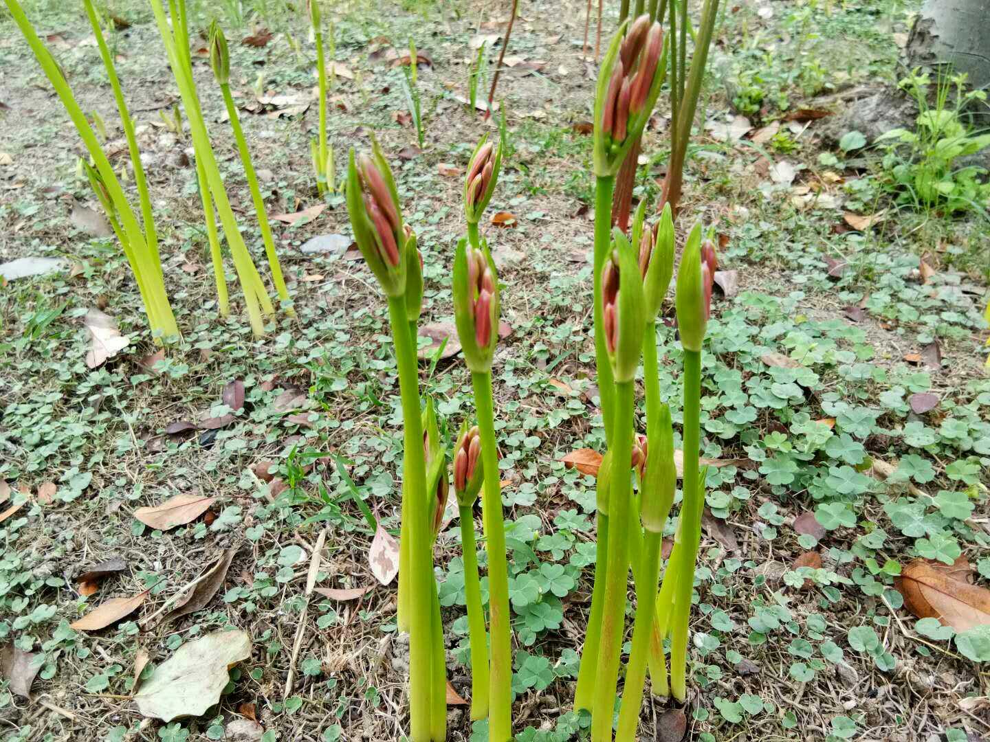 หัวลิลลี่แมงมุมสีชมพูกลีบหยิก - Pink Curling Spider Lily (Lycoris Sp.) 1 หัว