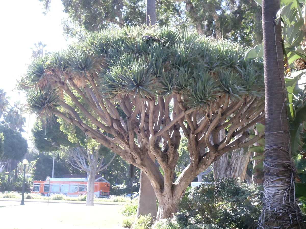 จันผาเลือดมังกร - Dragon Blood Tree (Dracaena Draco) 10 เมล็ด