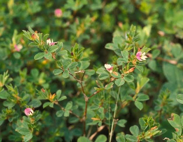 โคลเวอร์เกาหลี - Korean Clover (Lespedeza stipulacea)