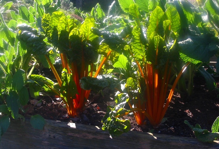 สวิสชาร์ดสีส้ม - Orange Fantasia Swiss Chard