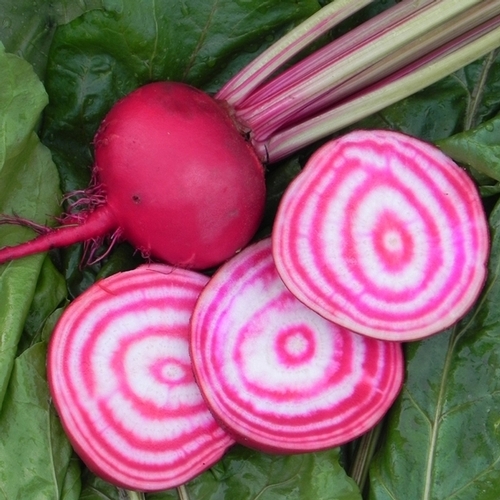 บีทชิออกเจีย - Chioggia Beet