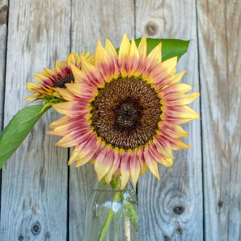 ทานตะวันสตรอเบอรี่บลอนด์ F1 - Strawberry Blond Sunflower F1 10 เมล็ด