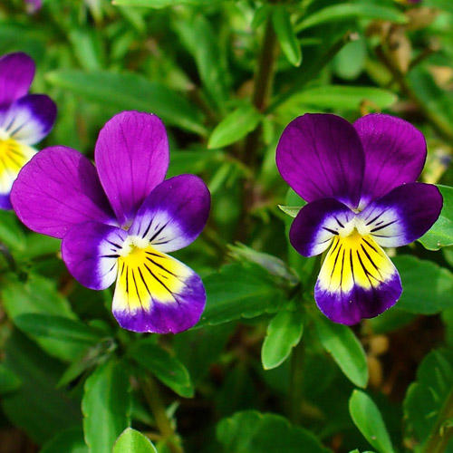 ไวโอล่าสามสี - Viola Cornuta (ดอกทานได้)