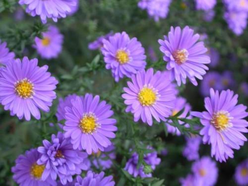 แอสเตอร์นิวอิงแลนด์- New England Aster