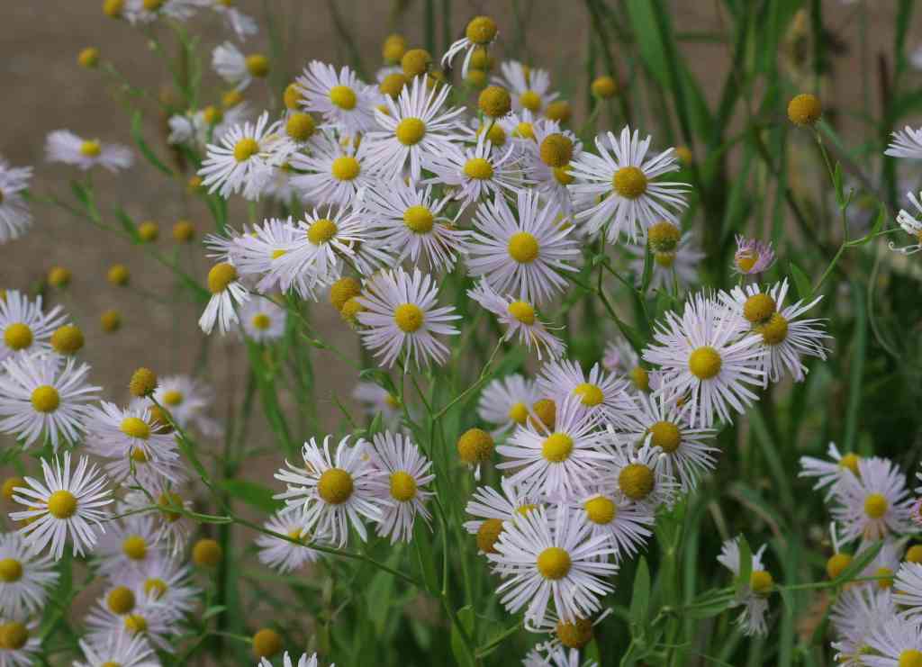 คัตเตอร์สีขาว - White Cutter Aster