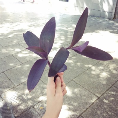 กิ่งสดต้นหัวใจสีม่วง - Purple Heart (Setcreasea purpurea) 6 กิ่ง