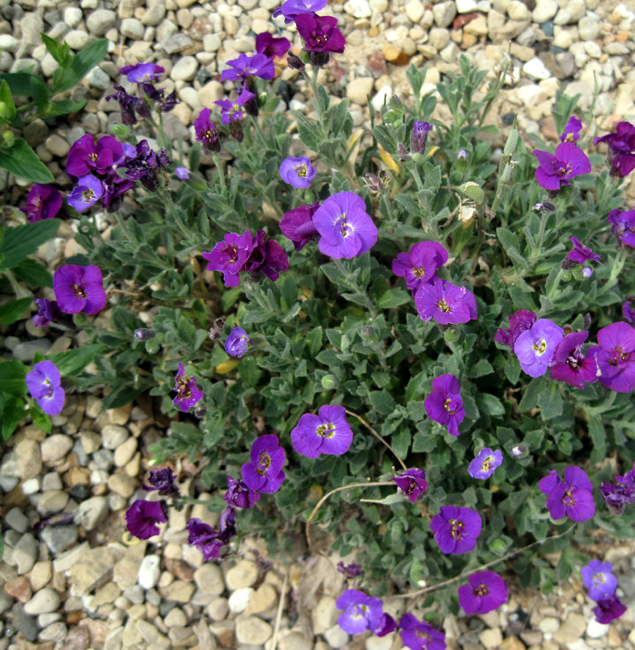 ออเบรต้าสีม่วง - Purple Aubreta