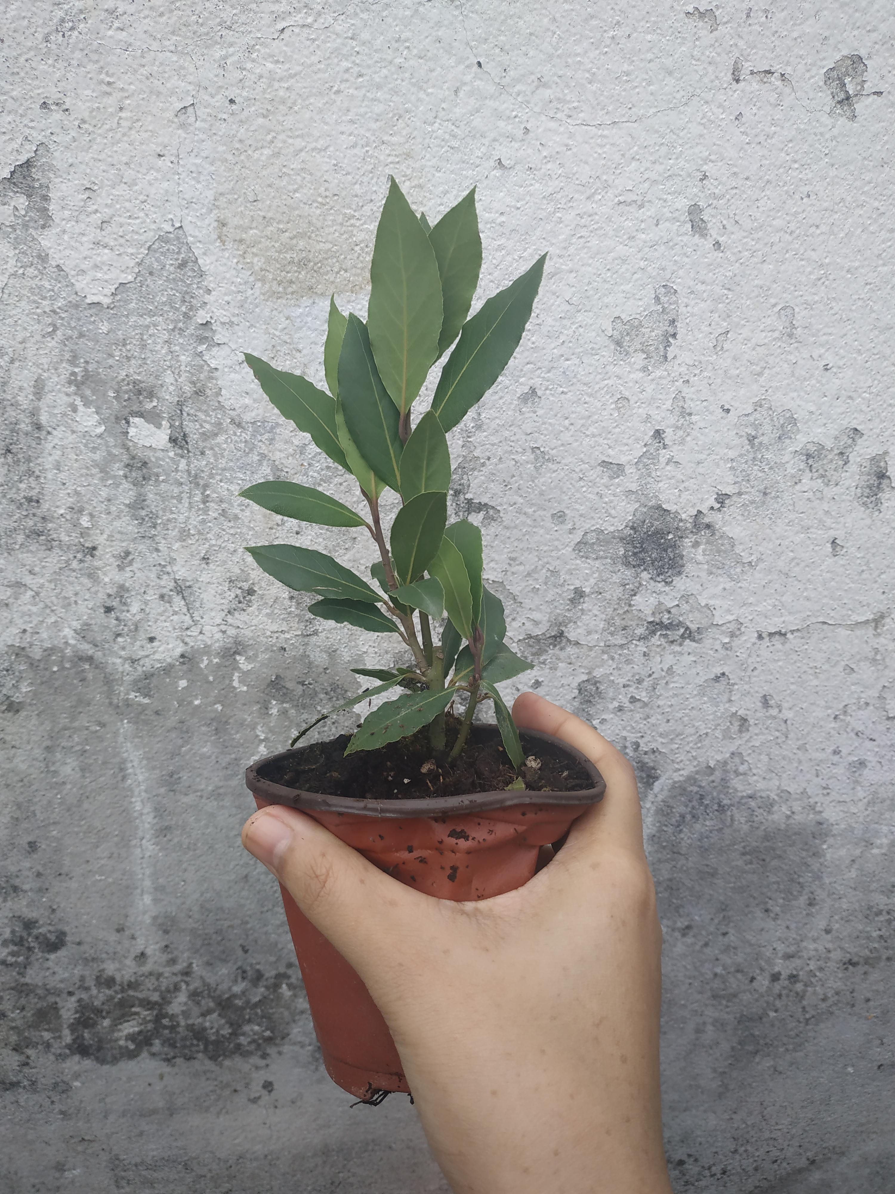 ต้นกระวาน - Bay leaf (Laurus nobilis)