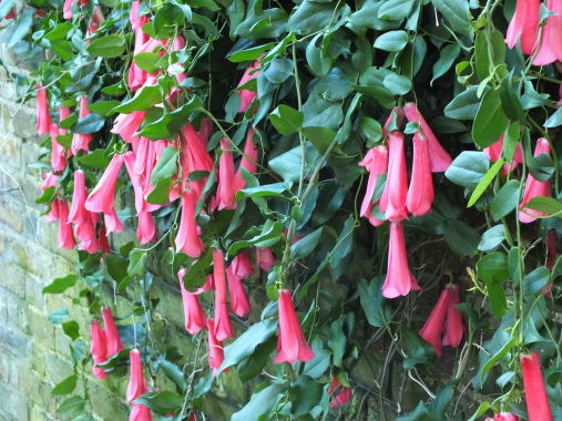 ดอกระฆังชิลี - Chilean Bell Flower