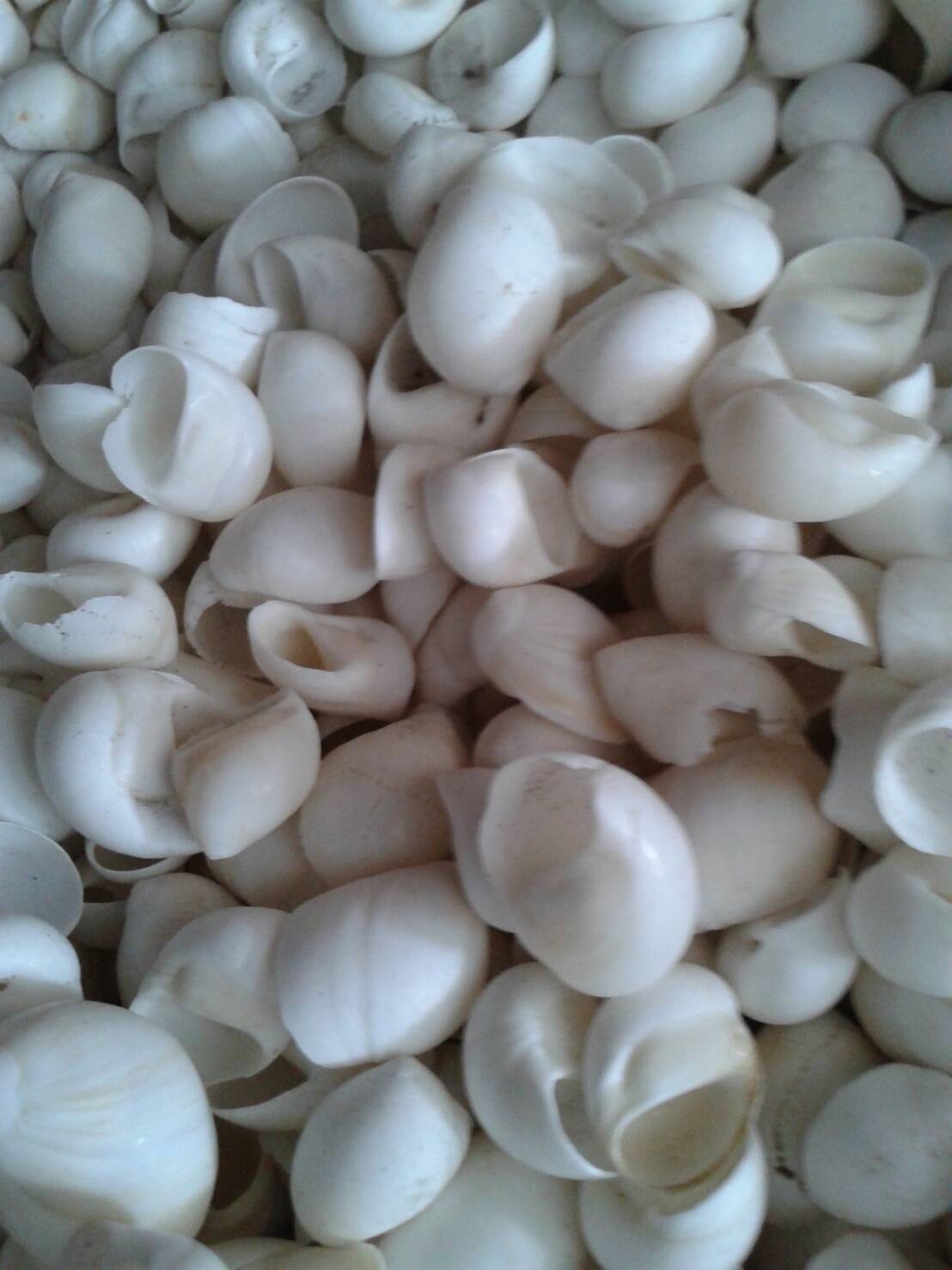 เปลือกหอยชั่งกิโลหอยนางชีเจาะรู