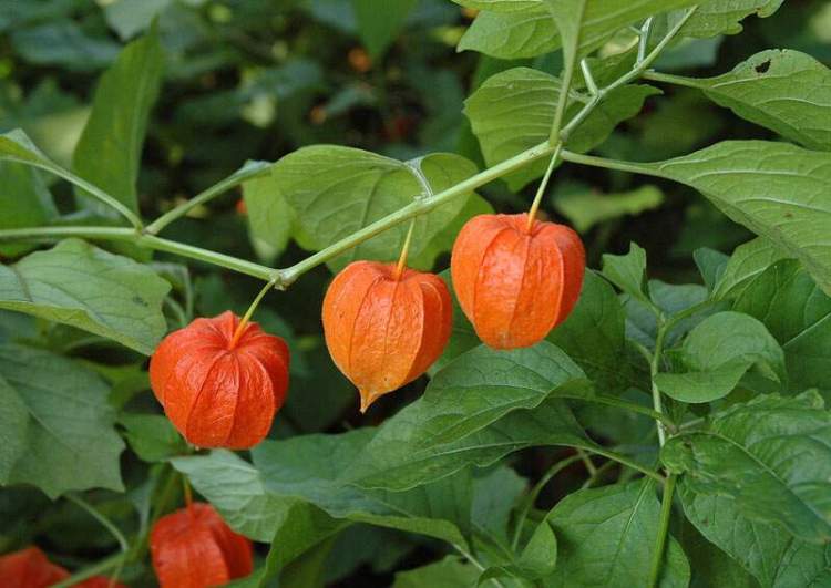 โคมไฟจีน - Physalis alkekengi