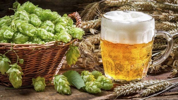 ฮอป (ใช้ทำเบียร์) - Hop (Humulus lupulus)