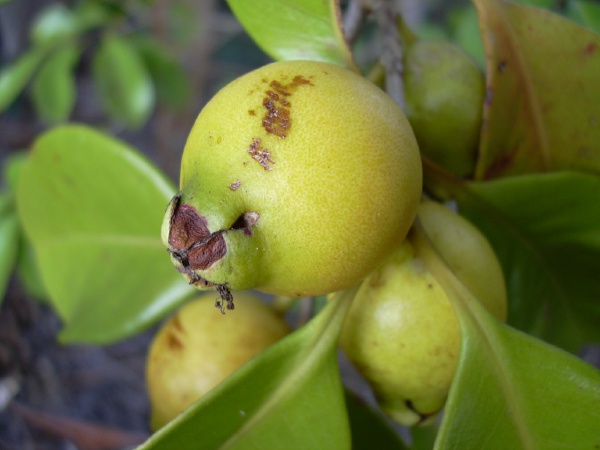 ฝรั่งสตรอเบอรี่สีเหลือง - Yellow Strawberry Guava