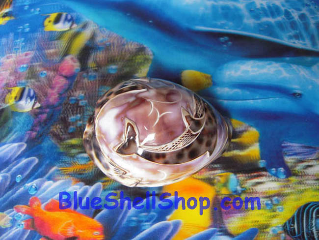 หอยเบี้ยลายเล็กลายโลมาคู่