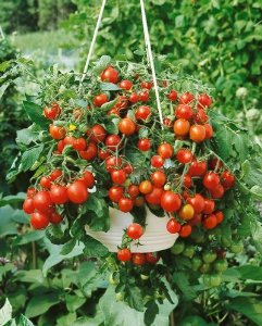 มะเขือเทศพาทิโอ F1 - Patio F1 Tomato