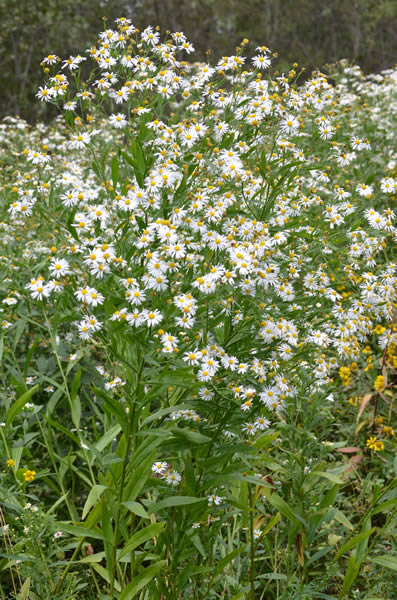 คัตเตอร์สีขาว - White Cutter Aster