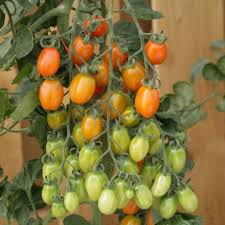 มะเขือเทศแอปริคอตดรีม F1 - Apricot Dream F1 Tomato (หวานมาก 11.5 Brix)