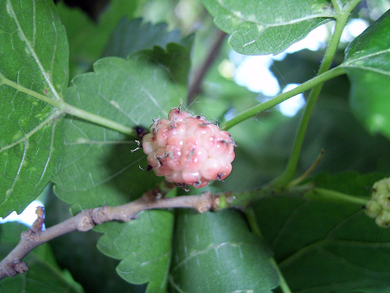 หม่อนรัสเซีย - Russian Mulberry