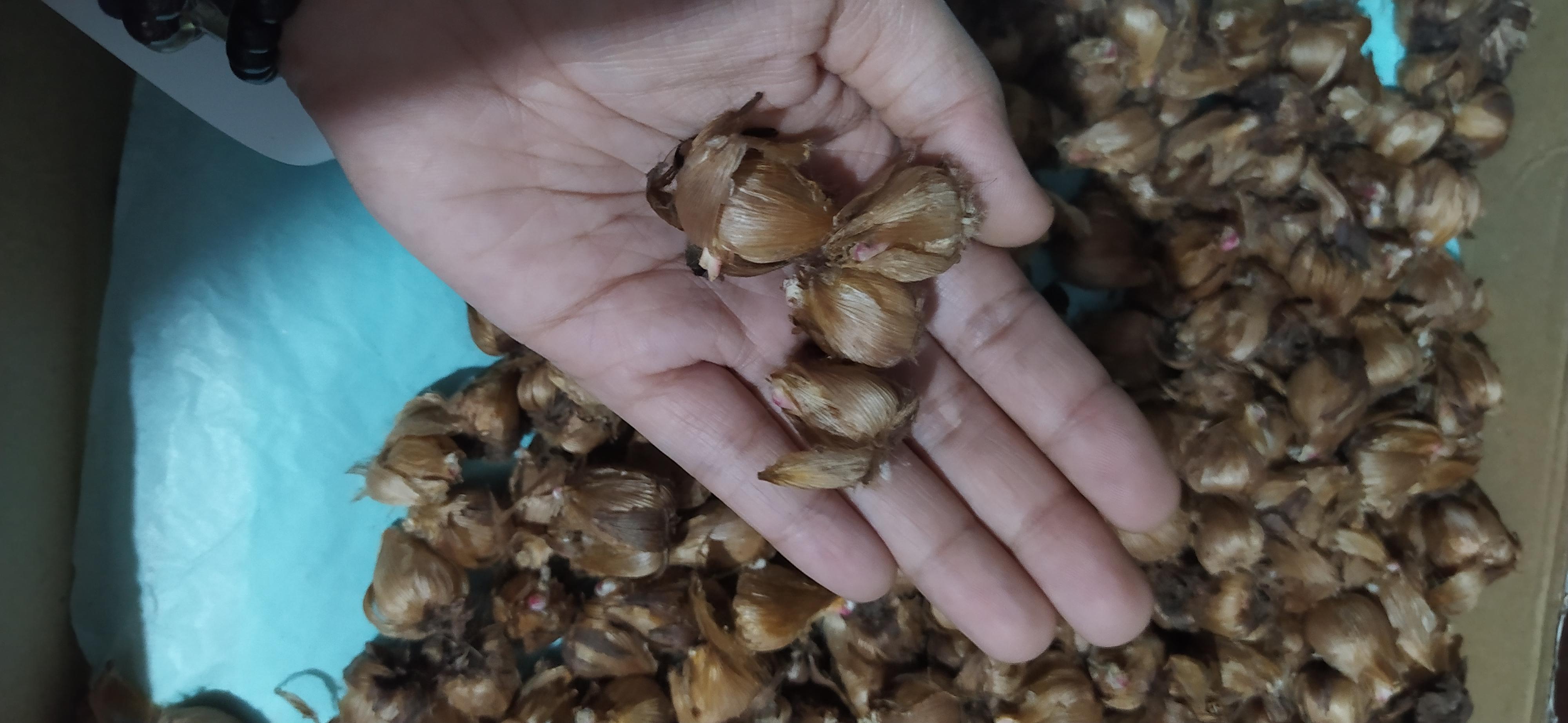 ออกซาลิสเดปไปไอรอนครอส - Oxalis Deppei Iron Cross