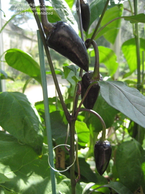 พริกฮังการีสีดำ - Black Hungarian Pepper