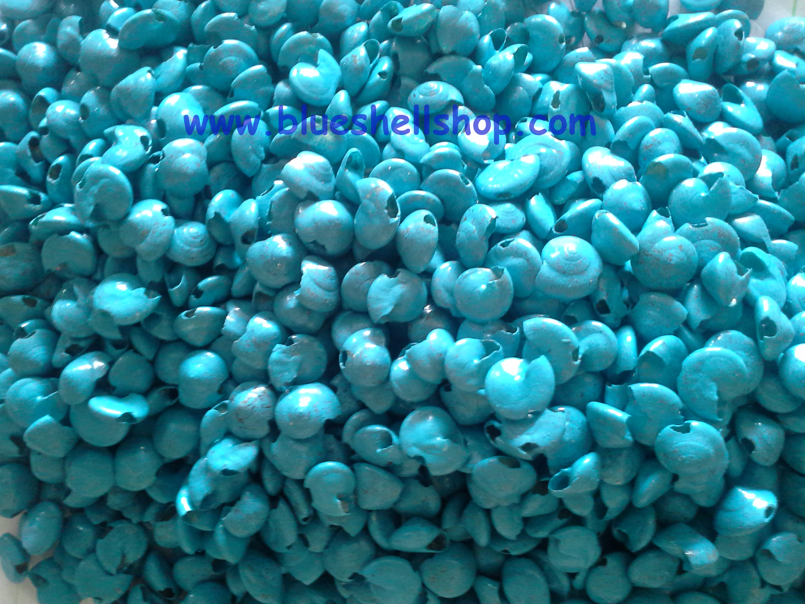 เปลือกหอยทับทิมฟ้า