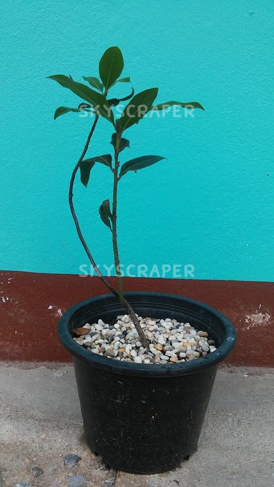 ต้นกระวาน - Bay leaf (Laurus nobilis)