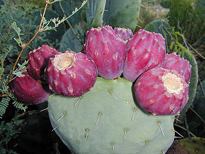 พริคลี่แพร์โรบัสต้า - Opuntia Robusta