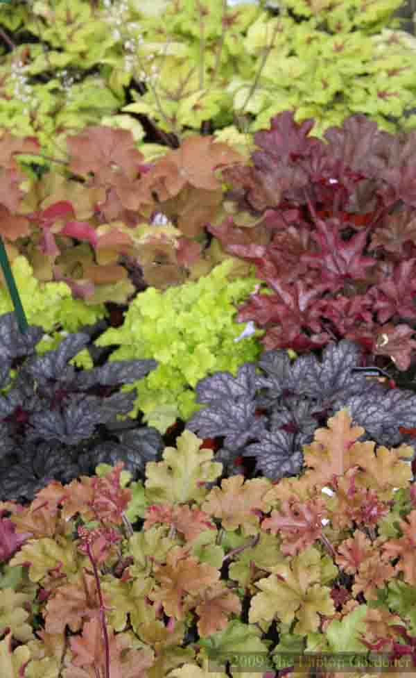 ฮิวเชร่าคละสี - Mixed Heuchera