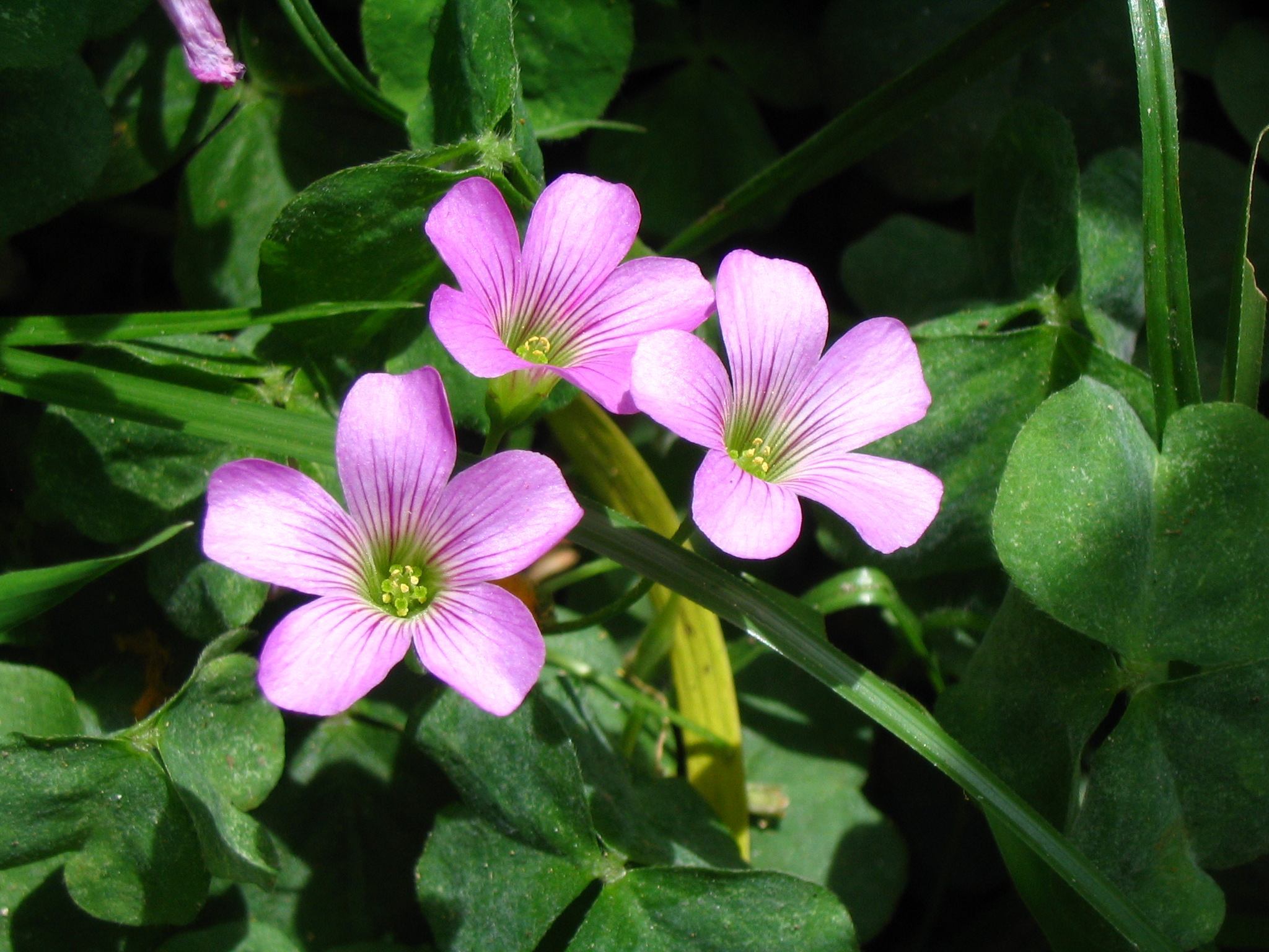 รากผักแว่นดอย - Oxalis corymbosa 50 กรัม