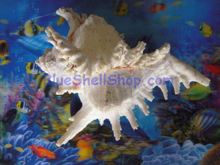 หอยมะระใหญ่