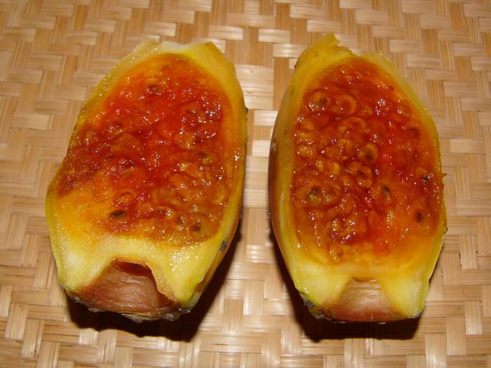 พริคลี่แพร์ผลสีเหลือง - Yellow fruit Prickly Pear