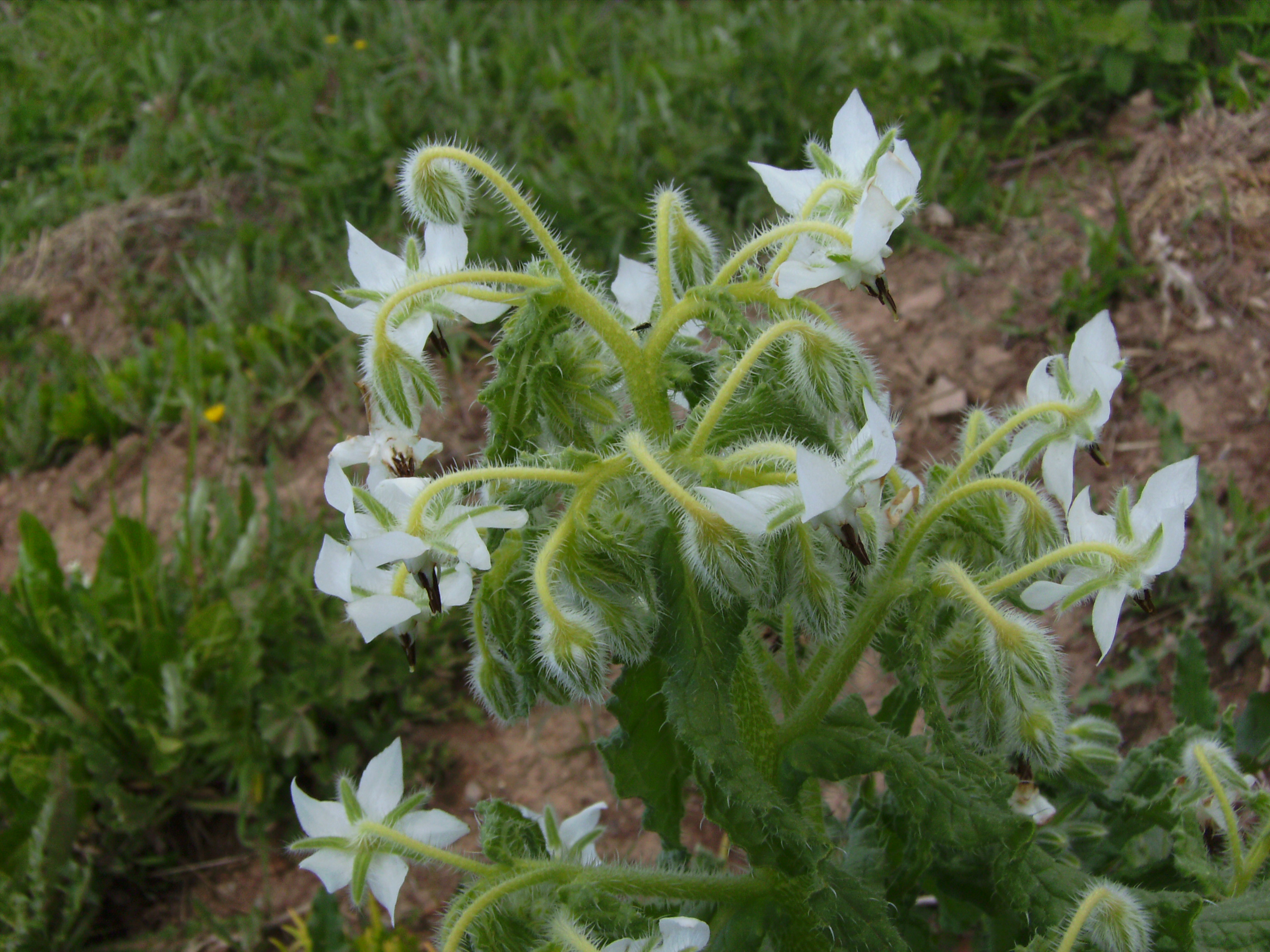 โบราจขาว - White Borage