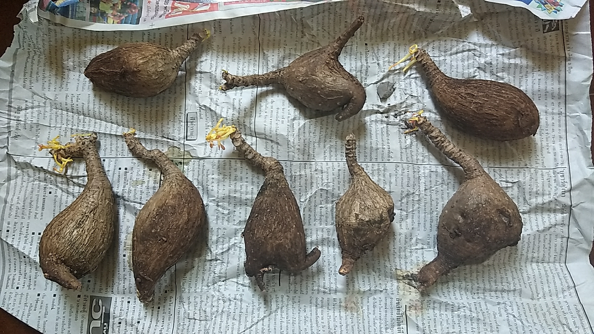 มะยมเงิน มะยมทอง - Phyllanthus mirabilis