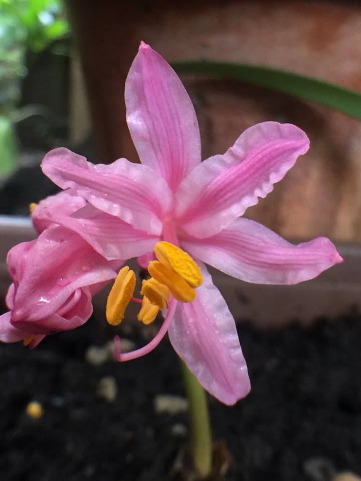 หัวลิลลี่แมงมุมคละสี (ฮิกังบานะ) - Spider Lily (Lycoris Radiata) 4 หัว