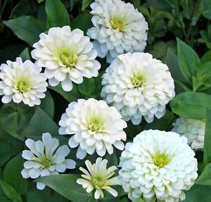 บานชื่นสีขาวคละชนิด - White Polar Bear Zinnia