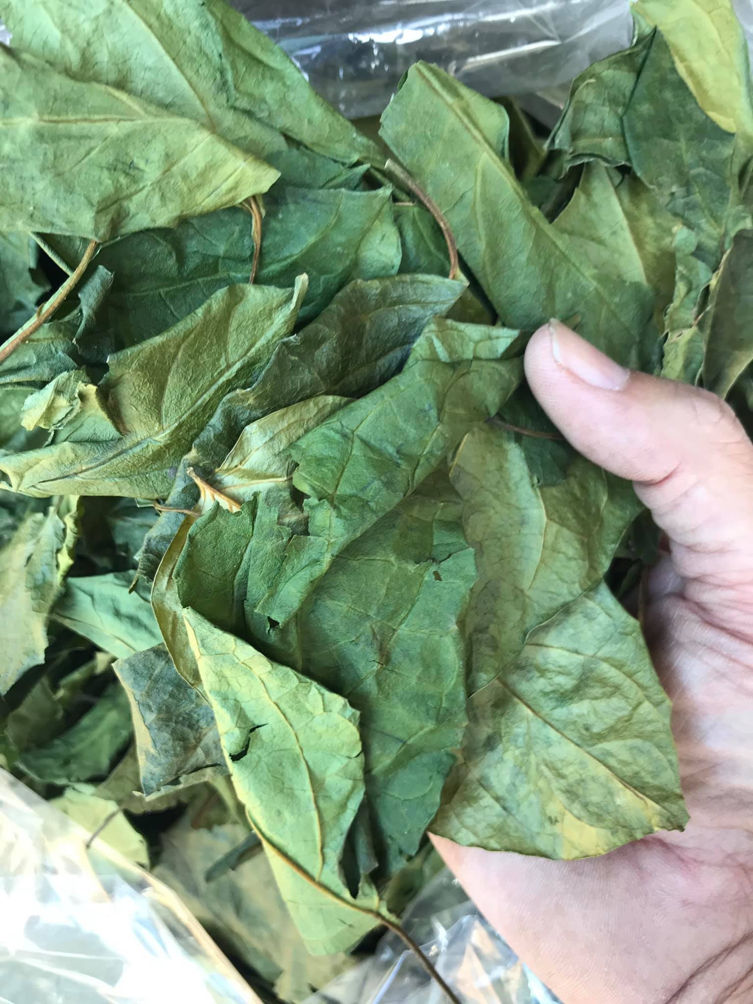 ผักเชียงดาปลอดสาร ขนาด 50 กรัม เชียงดาอบแห้ง ชาเชียงดา Gymnema inodorum ได้รับเครื่องหมาย ประทับตรา NFI ผักเชียงดาปลอดสาร ไม่ผสมสมุนไพรตัวอื่นๆ เหมาะสำหรับผู้ที่มีปัญหา เบาหวาน ความดันโลหิตสูง ไขมันพอกตับ ไขมันในเส้นเลือด ช่วยในเรื่องลดคลอเรสเตอรอล