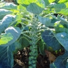 กะหล่ำดาวสีเขียว - Long Island Improved Brussels Sprout